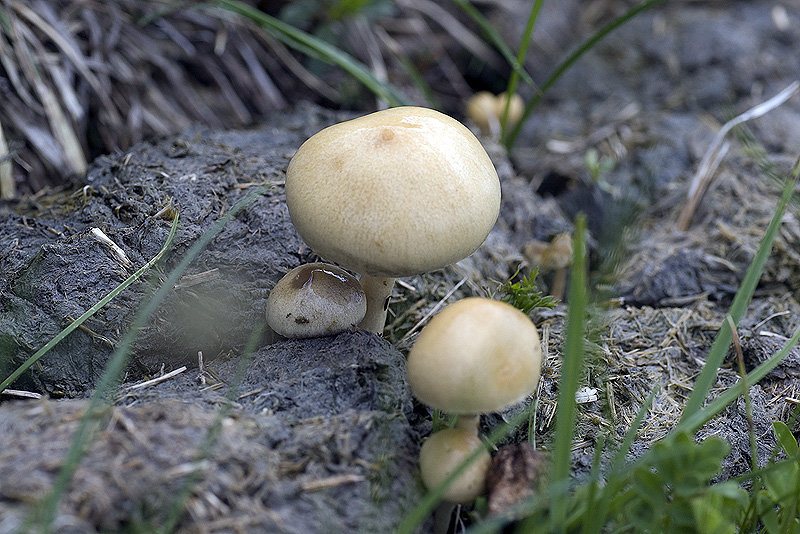 Fimicolo: Stropharia semiglobata